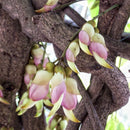 Egrow 16 Pcs/Pack Mucuna Birdwoodiana Tree Seeds Flower Seeds Home Garden Decoration
