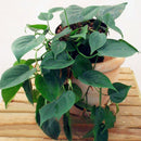 Egrow 100 Pcs/Pack Philodendron Seeds Philodendron Bonsai Vine Leaf Indoor Plants Anti Radiation Absorb Dust Tree Bonsai