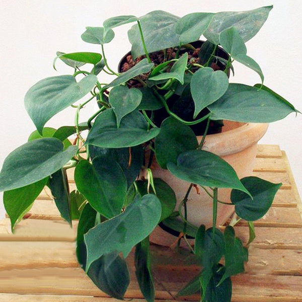 Egrow 100 Pcs/Pack Philodendron Seeds Philodendron Bonsai Vine Leaf Indoor Plants Anti Radiation Absorb Dust Tree Bonsai