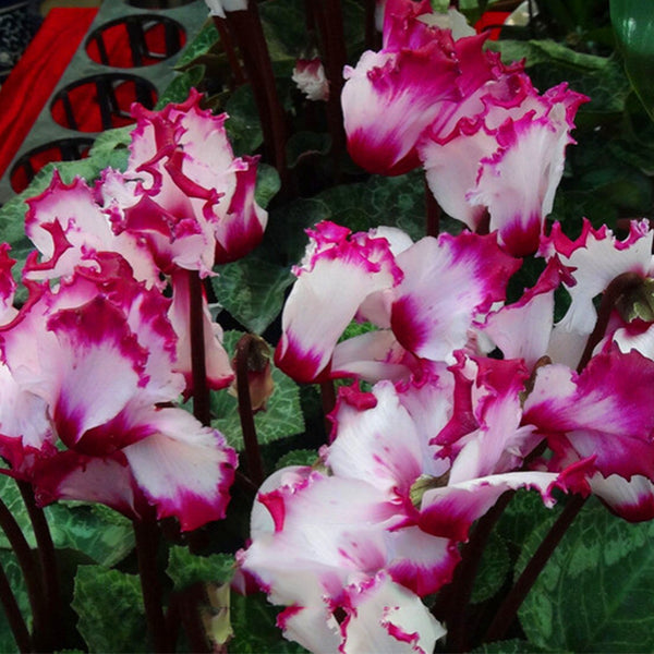 Egrow 100 Pcs/Pack Cyclamen Seeds Cyclamen Bonsai Cyclamen Floreslings Plants Primrose Flowers Garden