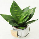 Egrow 400 PCS Garden Bonsai Sansevieria Seeds 100% Genuine Organic Blooming Flower Plant Seed
