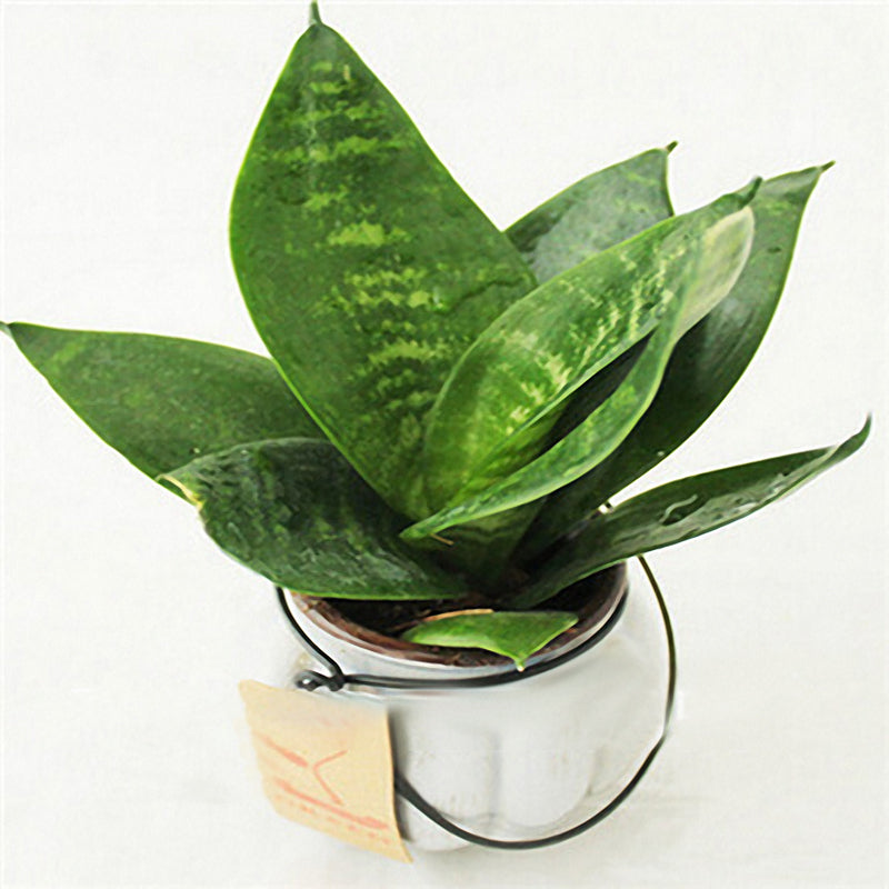 Egrow 400 PCS Garden Bonsai Sansevieria Seeds 100% Genuine Organic Blooming Flower Plant Seed