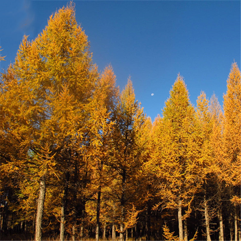 Egrow 50 Pcs/Pack Larix Gmelinii Tree Seeds Gmelinii Tree Plant Larch Pine