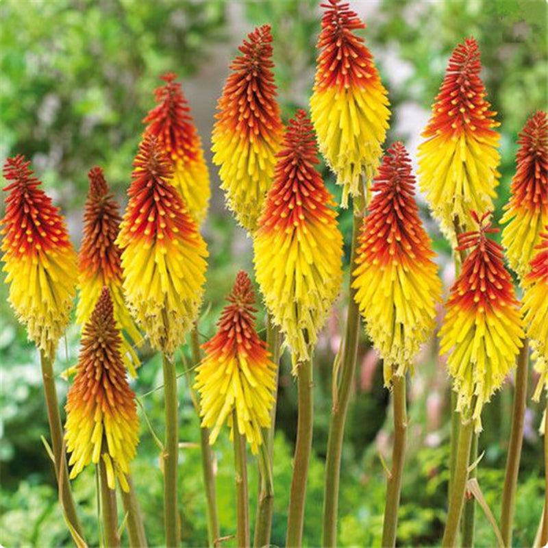 Egrow 50Pcs/Pack Torch Lily Seeds Bonsai Torch Lily Plant Perennial Potted Family Garden Beautiful Decorative Flowe