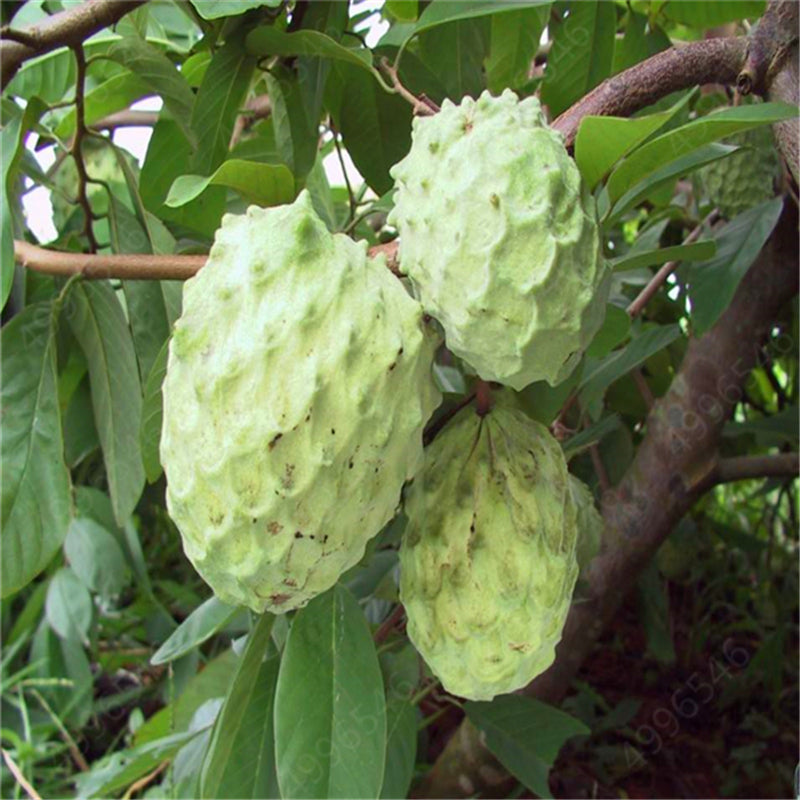 Egrow 5 Pcs/Pack Custard Apple Srikaya Seeds Bonsai Soursop Fruit Graviola Annona Muricata Plant Sweet Sop Fruit Sugar Apple Plant