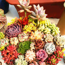 Egrow 200 Pcs/Pack  Succulent Seeds Rare Succulent Plante Flower Bonsai Living Stone Bonsai Mini Garden Plant.