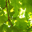 Egrow10Pcs/Bag Oak Seeds American Tree Vitality Long Ancient Species Outdoor Rare Fruit Plant Seeds