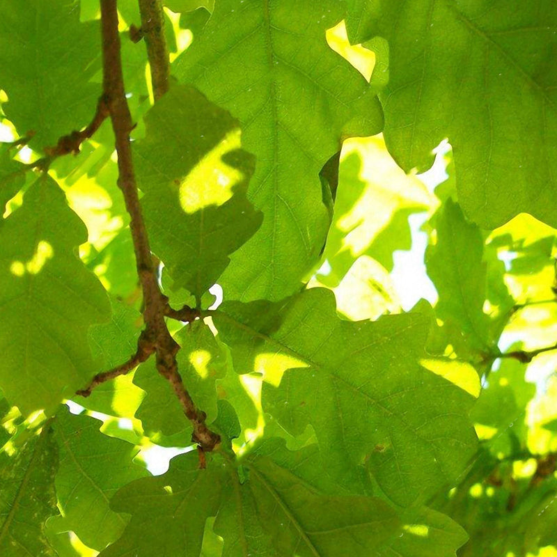 Egrow10Pcs/Bag Oak Seeds American Tree Vitality Long Ancient Species Outdoor Rare Fruit Plant Seeds