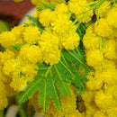 Egrow 20Pcs/Pack Golden Mimosa Seeds Garden Plants Acacia Baileyana Yellow Wattle Tree Flower Seeds