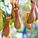 Egrow 50PCS Nepenthes Seeds Potted Plant Eating Mosqutio Insert Garden Outdoor Flowers Bonsai