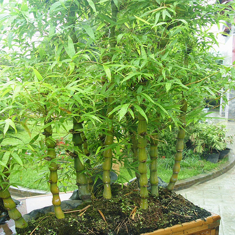 Egrow 50Pcs/Pack Bamboo Seeds Decorative Bamboo Bonsai Herb Bonsai Plant For DIY Home Garden