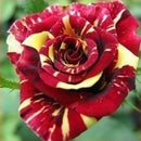 30Pcs Meteoric Shower Rose Seeds Abracadabra Seeds Flower Bonsai DIY Home Garden Dec