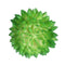 10Pcs PVC Artificial Succulent Flocking Plants Foliage  Landscape Garden Decorations