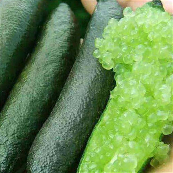20Pcs Tropical Fruit Seeds Finger Limes Citrus Pomegranate Seeds Home Garden Balcony Rare Plants