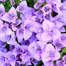 Egrow 100Pcs/Pack Colorful Bougainvillea Flower Seeds Spectabilis Willd Plants Perennial Flower Garden Bonsai Potted Plant