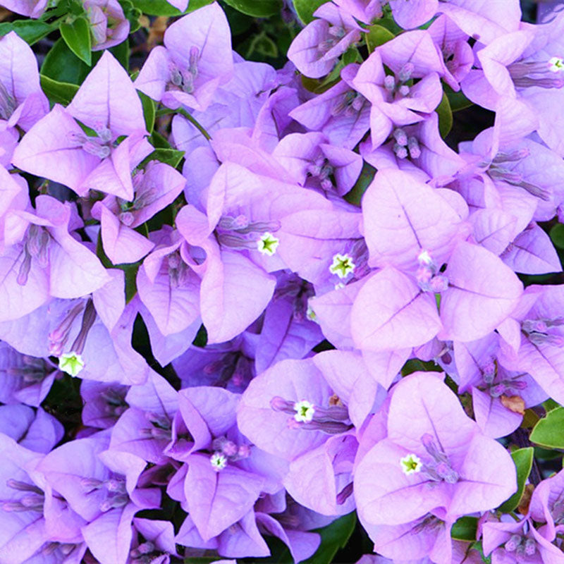 Egrow 100Pcs/Pack Colorful Bougainvillea Flower Seeds Spectabilis Willd Plants Perennial Flower Garden Bonsai Potted Plant
