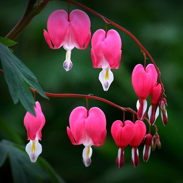 Egrow 10Pcs Dicentra Spectabilis Seeds Bleeding Heart Garden Plant Heart-Shaped Flowers