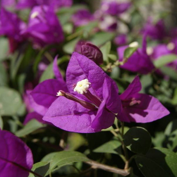 Egrow 100Pcs Garden Bougainvillea Glabra Choisy Seeds Climbing Garden Flower Seeds