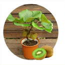 Egrow 100PCS Thailand Mini Kiwi Fruit Seeds Flowers Garden Edible Delicious Bonsai Fruit Planting