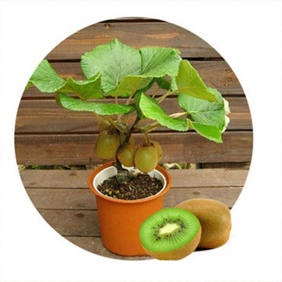 Egrow 100PCS Thailand Mini Kiwi Fruit Seeds Flowers Garden Edible Delicious Bonsai Fruit Planting