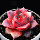 Egrow 100 Pcs/Pack Echeveria Purpusorum Seeds Fresh Succulent Plant Seed Garden Round Leaf Succulent