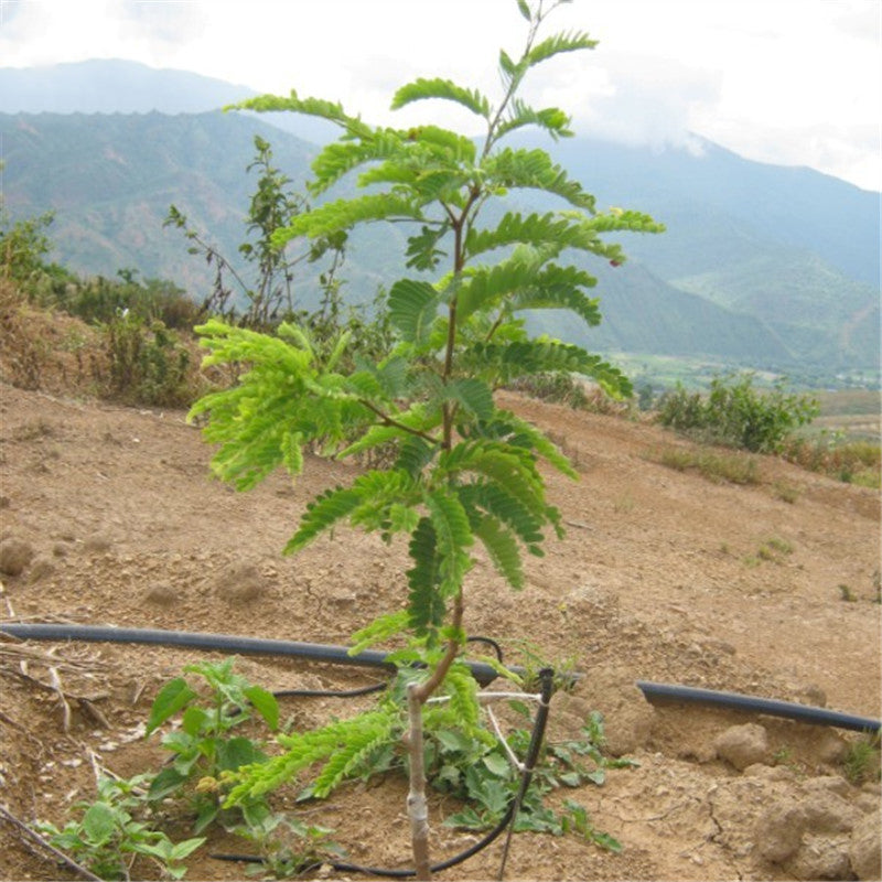 Egrow 60 Pcs/Pack Tamarindus Indica Seeds Tamarind Pulp Tree For Home Garden Plant