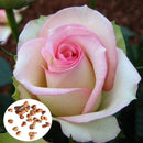 50pcs Pink White Rose Seeds DIY Home Garden Dec