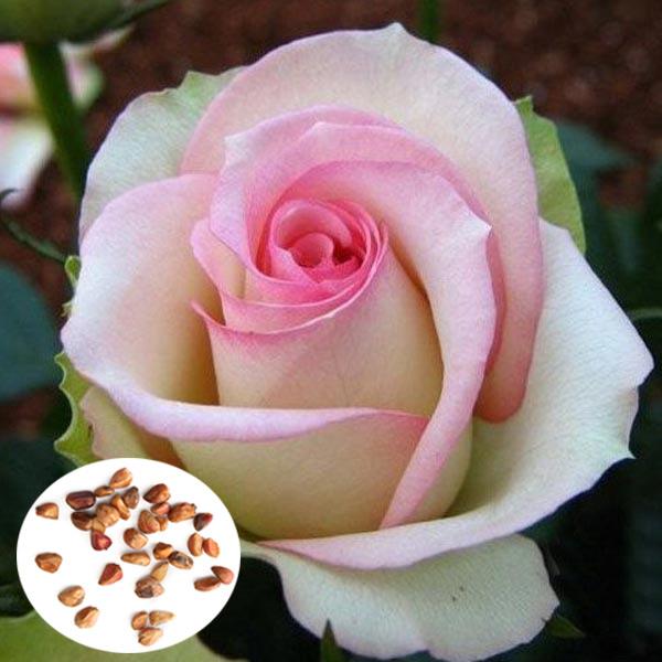 50pcs Pink White Rose Seeds DIY Home Garden Dec