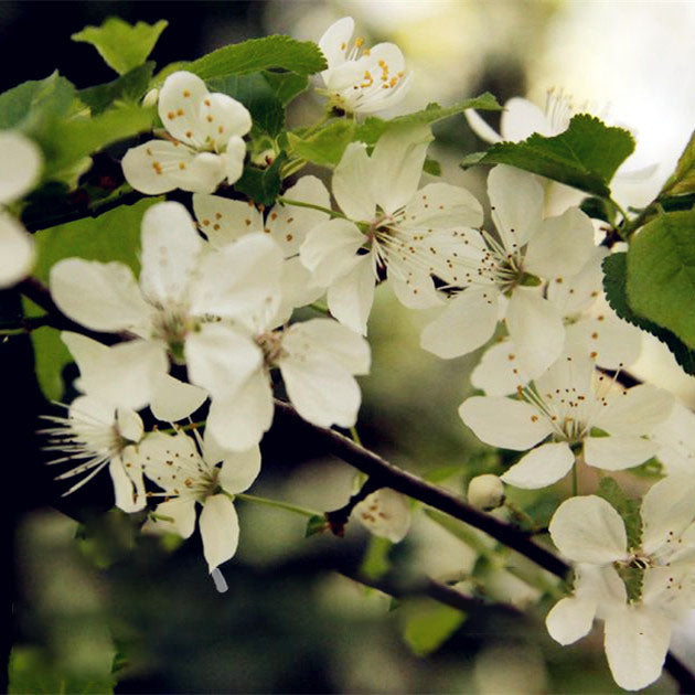 Egrow 10Pcs/Bag Cherry Seeds Rosaceae Cherry Plum Shrub Prunus Cerasifera Bonsai Ornamental Plants