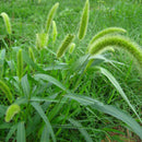 Egrow 100Pcs/Bag Dog Tail Grass Seeds Forage Seeds Dog Tail Grass Seeds for Home Garden Plants