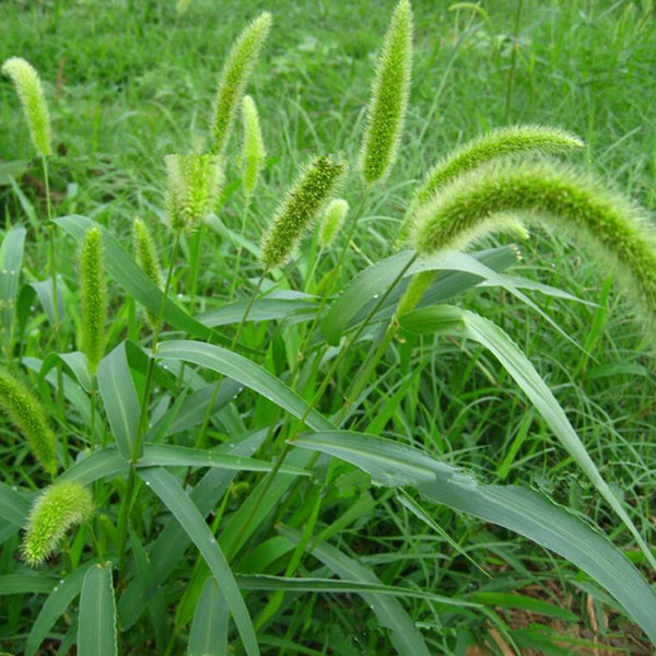 Egrow 100Pcs/Bag Dog Tail Grass Seeds Forage Seeds Dog Tail Grass Seeds for Home Garden Plants