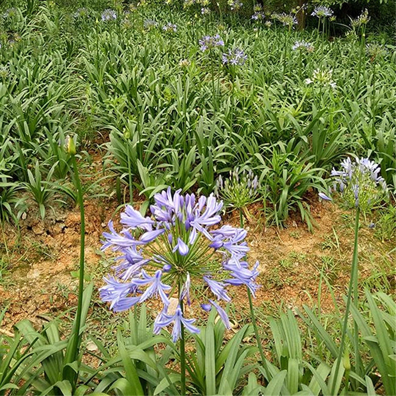 Egrow 30 Pcs/Pack Agapanthus Lily Flower Seeds Agapanthus Africanus Flower Seeds Home Garden Decoration