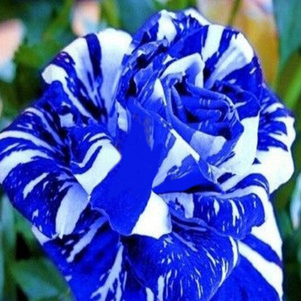 100 PCS Blue Dragon Rose Seeds Rare Beautiful Stripe Rose Bush Plant Garden