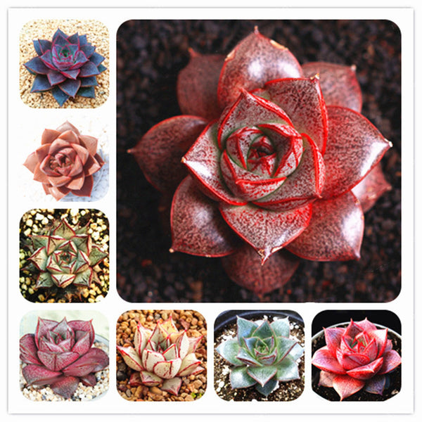 Egrow 100 Pcs/Pack Echeveria Purpusorum Seeds Fresh Succulent Plant Seed Garden Round Leaf Succulent