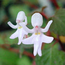 Egrow 50Pcs/Pack Impatiens Bequaertii Seeds Beautify Dancing Girl Orchid Flower Seeds