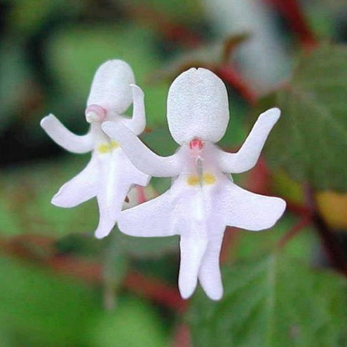 Egrow 50Pcs/Pack Impatiens Bequaertii Seeds Beautify Dancing Girl Orchid Flower Seeds
