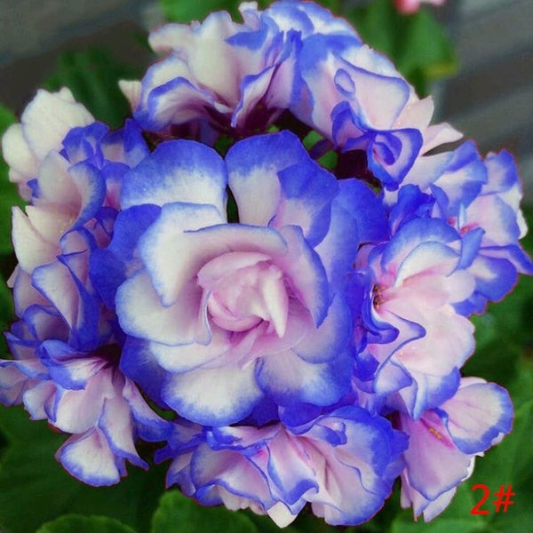 Egrow 20Pcs/Pack Geranium Seeds Pelargonium Flower Seeds Garden Potted Plants