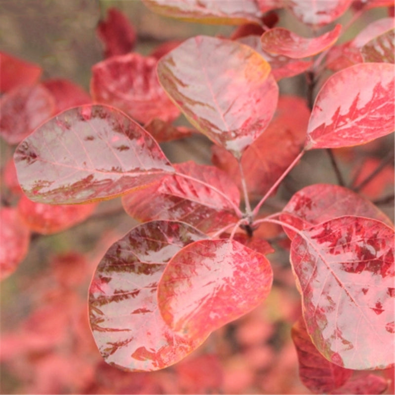 Egrow 30 Pcs/Pack Cotinus Seeds Cotinus Tree Semente Plant Cotinus Coggygria