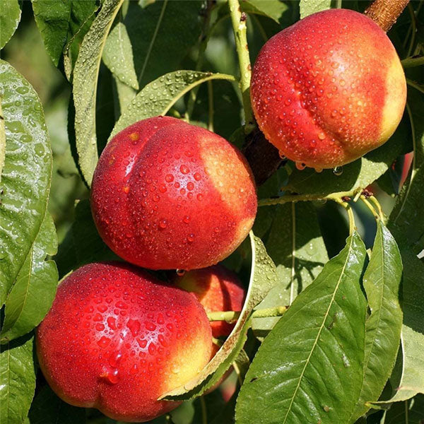Egrow 10 Pcs/Pack Sweet Peach Seed Gardening Dwawf Peach Tree Bonsai Fruit Peach Seeds Plants