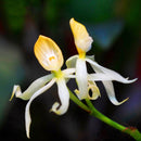 Egrow 100Pcs/Pack Orchid Seeds Yellow Octopus Orchid Rare Flower Bonsai For Home Garden Planting Flowering Plants