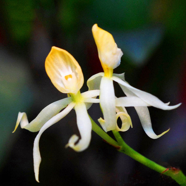 Egrow 100Pcs/Pack Orchid Seeds Yellow Octopus Orchid Rare Flower Bonsai For Home Garden Planting Flowering Plants