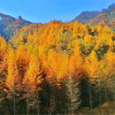 Egrow 50 Pcs/Pack Larix Gmelinii Tree Seeds Gmelinii Tree Plant Larch Pine