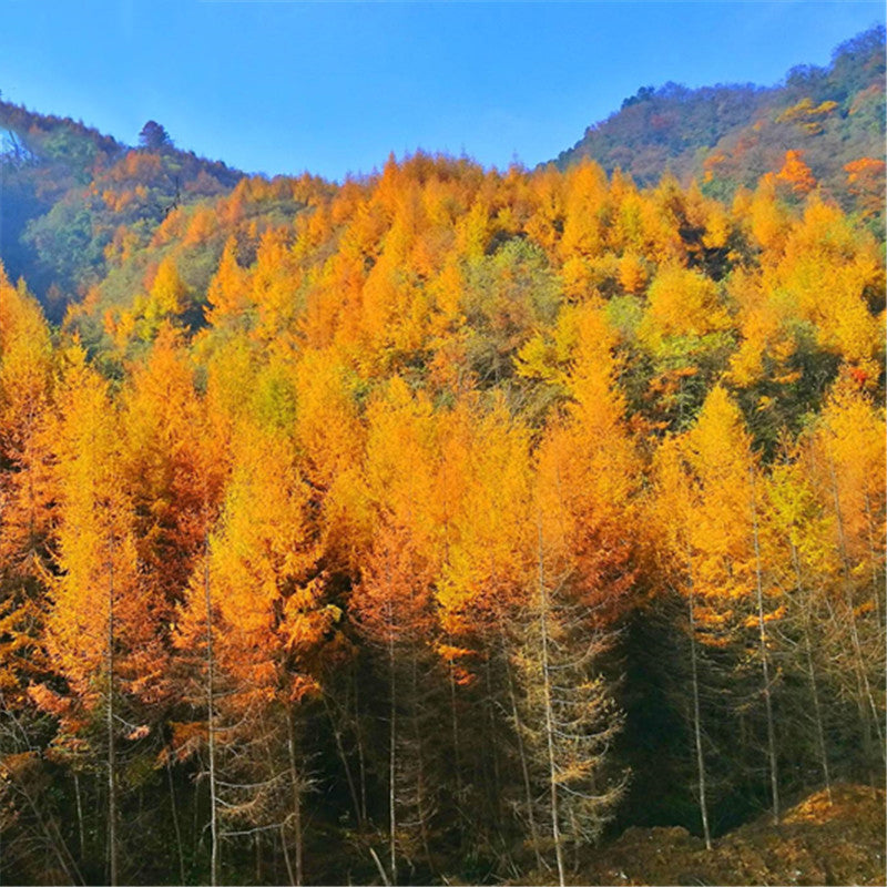 Egrow 50 Pcs/Pack Larix Gmelinii Tree Seeds Gmelinii Tree Plant Larch Pine