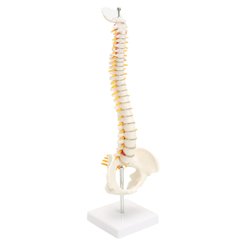 Spine Anatomical Model With Pelvis Femur Heads 1/2 Life Size Lab Equipment Detailed Vertebral Column Human Mould