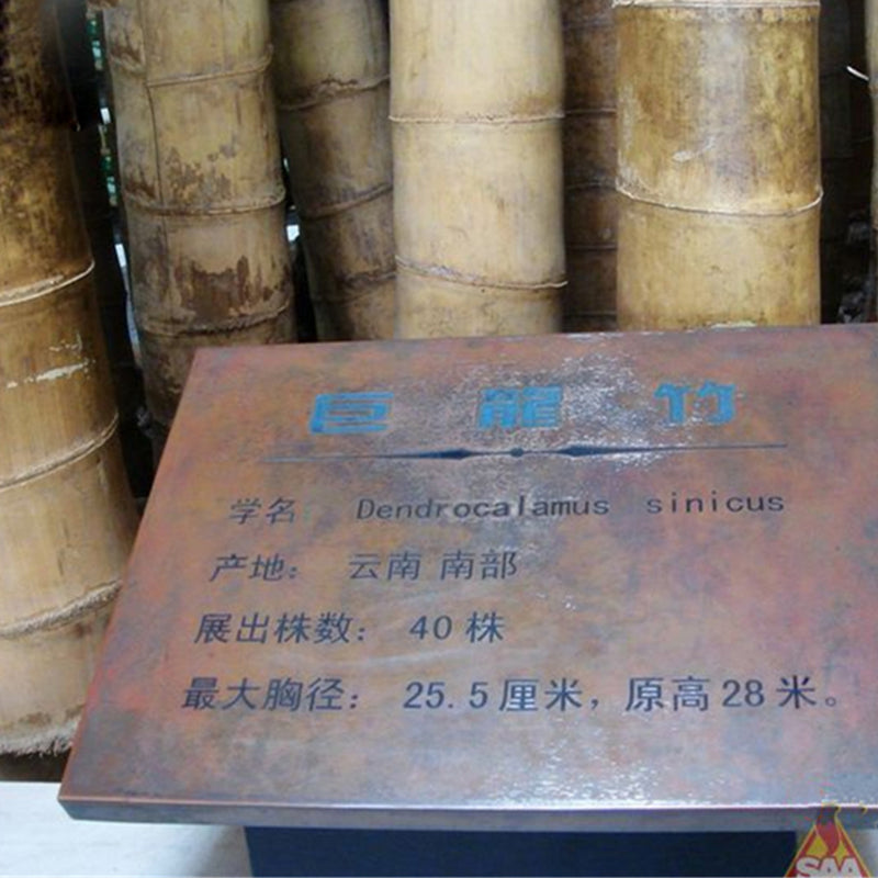 Egrow 100 Pcs/Pack Bamboo Seeds Huge Dragon Bamboo Tree Plant Bamboo Tree For Home Garden