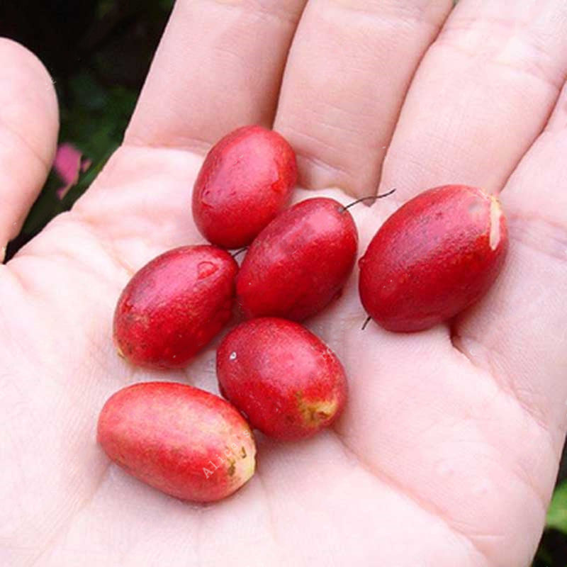 Egrow 20pcs/Bag Synsepalum Seeds Synsepalum Dulcificum Miracle Fruit Seeds Bonsai Fruit Seeds