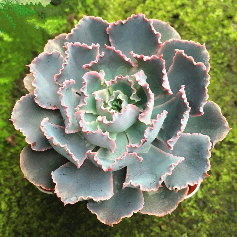 Egrow 100Pcs/Pack Echeveria Succulent Seeds Garden Planting Rare Lithops Plant Bonsai Flower Seed