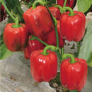 Egrow 50Pcs/Bag Mixed Red Yellow Green Pepper Seeds Colorful Sweet Pepper Seeds Mix Bell Peppers
