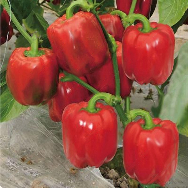 Egrow 50Pcs/Bag Mixed Red Yellow Green Pepper Seeds Colorful Sweet Pepper Seeds Mix Bell Peppers