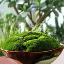 Egrow 100 Pcs/Pack Moss Seeds Resurrection Plant Rose Of Jericho Dinosaur Plant Air Fern Spike Moss